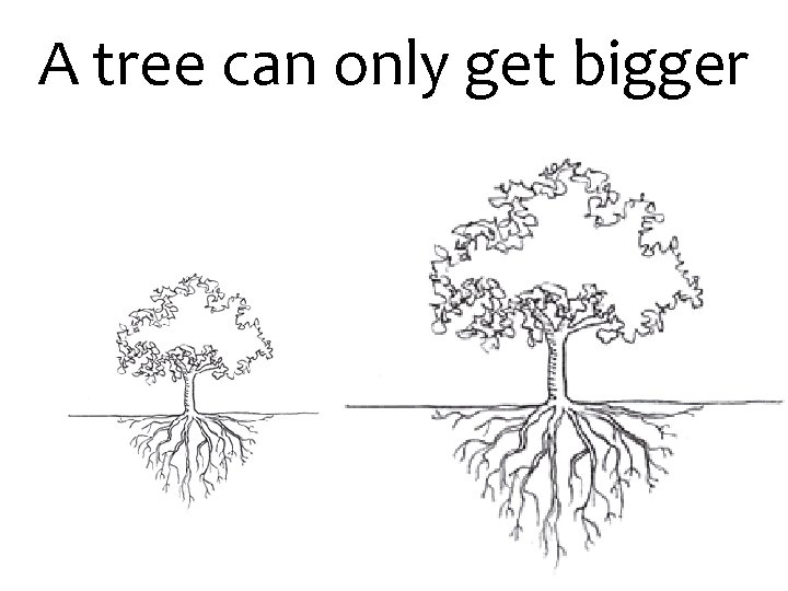 A tree can only get bigger 