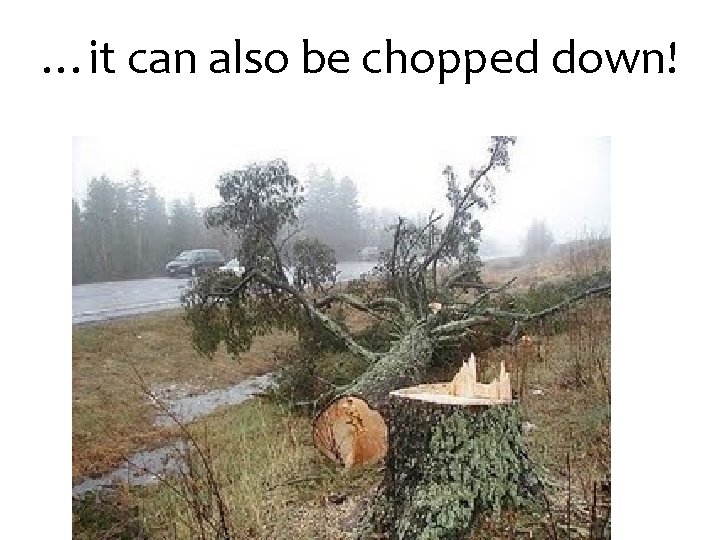 …it can also be chopped down! 