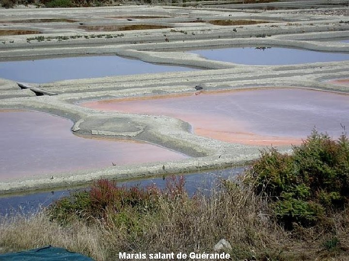 Marais salant de Guérande 