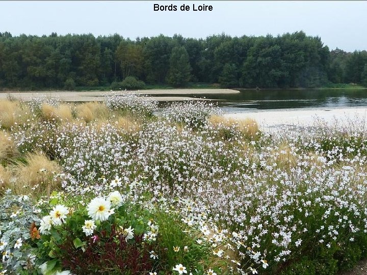 Bords de Loire 