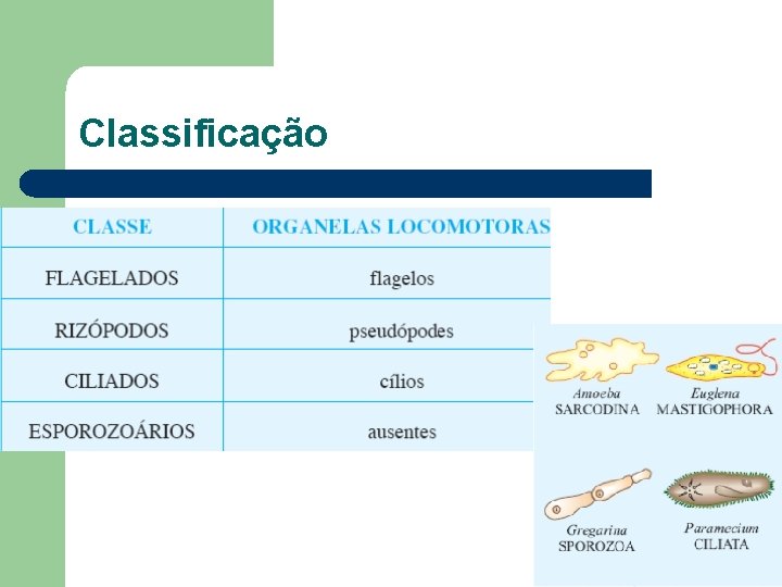 Classificação 