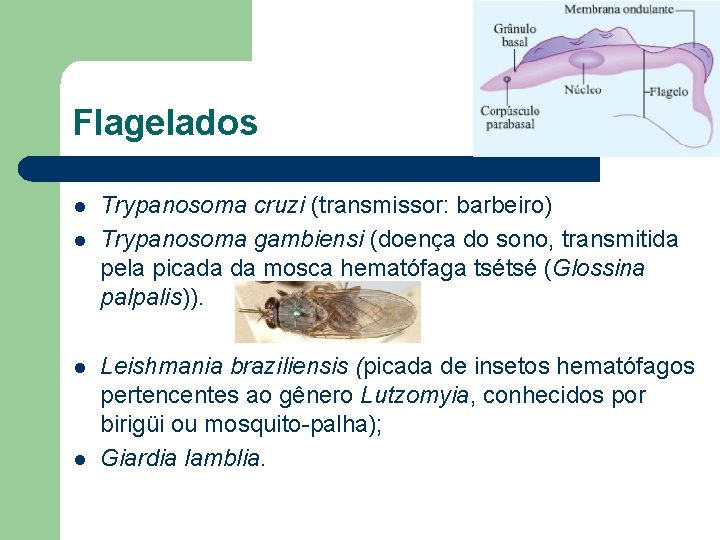 Flagelados l l Trypanosoma cruzi (transmissor: barbeiro) Trypanosoma gambiensi (doença do sono, transmitida pela