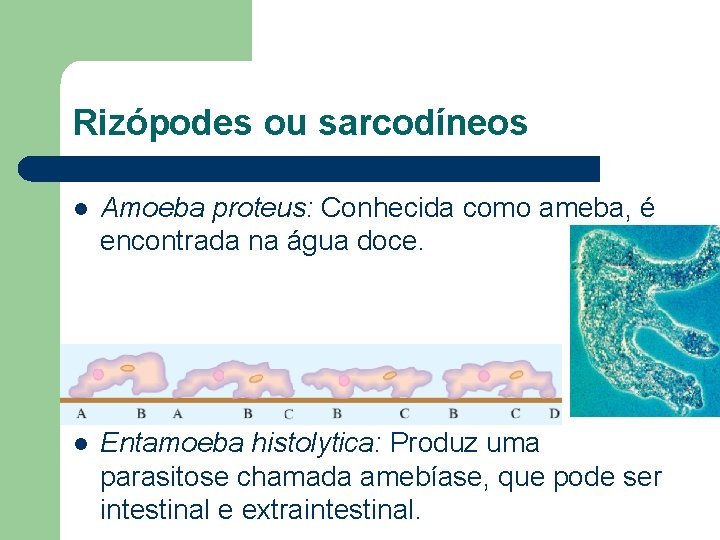Rizópodes ou sarcodíneos l Amoeba proteus: Conhecida como ameba, é encontrada na água doce.