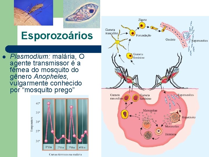 Esporozoários l Plasmodium: malária, O agente transmissor é a fêmea do mosquito do gênero