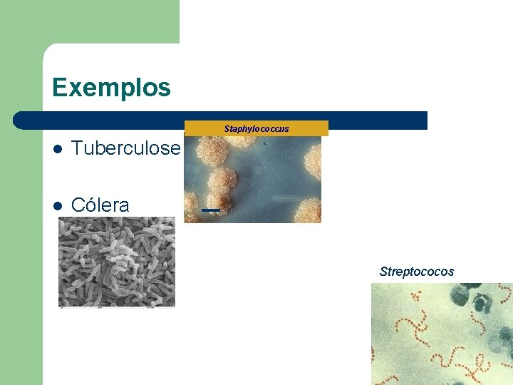 Exemplos Staphylococcus l Tuberculose l Cólera Streptococos 