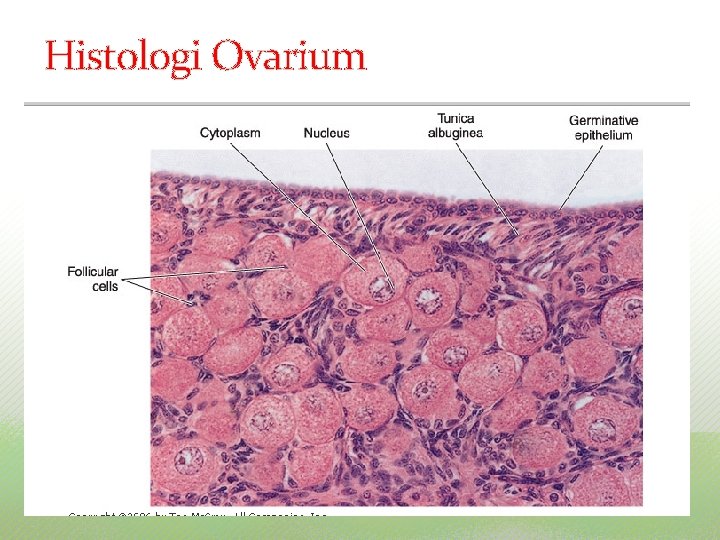 Histologi Ovarium 