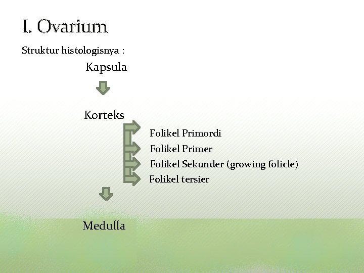 I. Ovarium Struktur histologisnya : Kapsula Korteks Folikel Primordi Folikel Primer Folikel Sekunder (growing