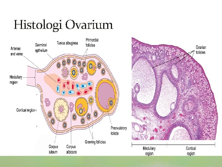 Histologi Ovarium 