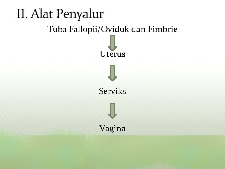 II. Alat Penyalur Tuba Fallopii/Oviduk dan Fimbrie Uterus Serviks Vagina 