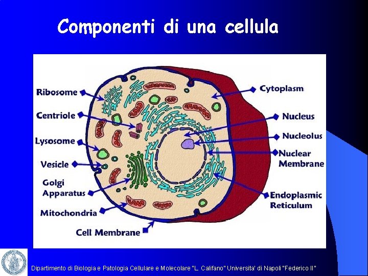 Componenti di una cellula Dipartimento di Biologia e Patologia Cellulare e Molecolare “L. Califano”