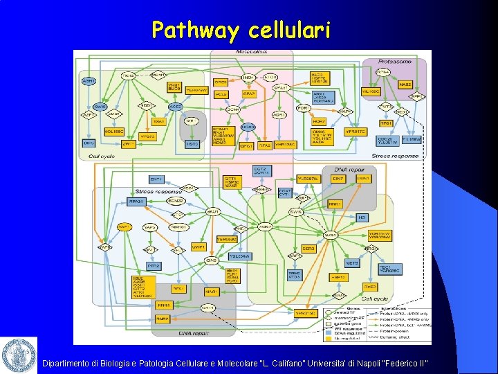 Pathway cellulari Dipartimento di Biologia e Patologia Cellulare e Molecolare “L. Califano” Universita’ di