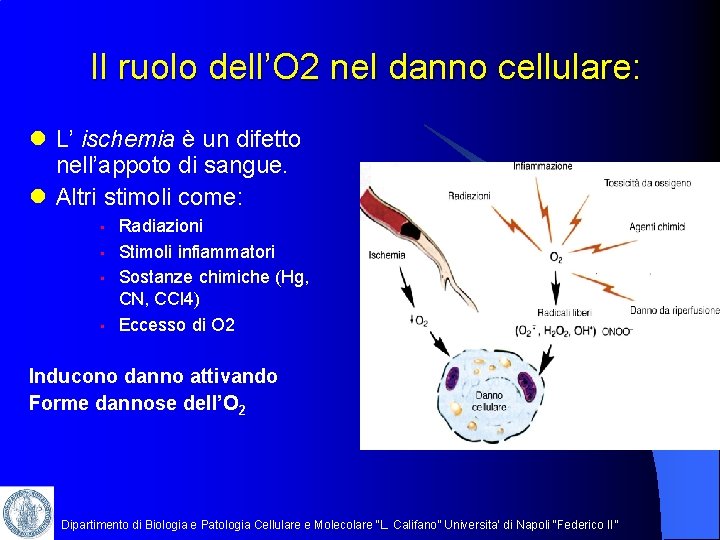 Il ruolo dell’O 2 nel danno cellulare: l L’ ischemia è un difetto nell’appoto