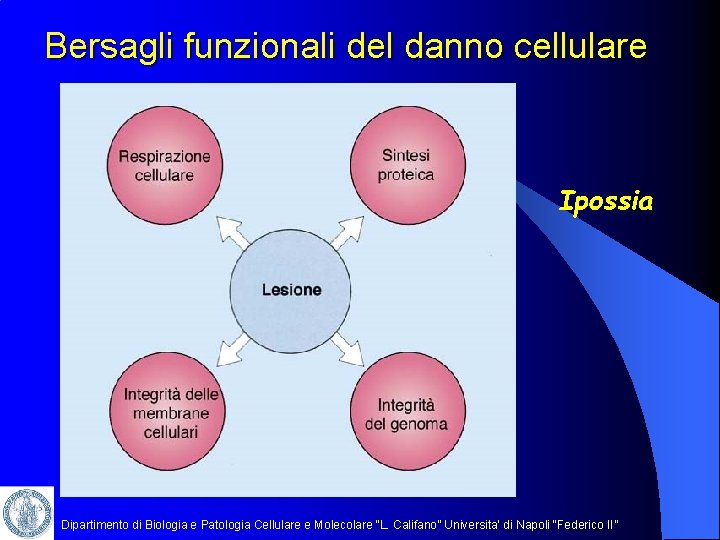 Bersagli funzionali del danno cellulare Ipossia Dipartimento di Biologia e Patologia Cellulare e Molecolare