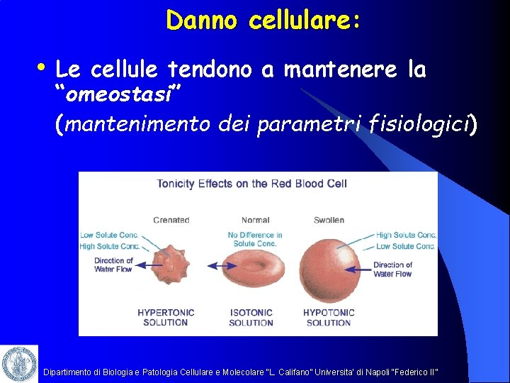 Danno cellulare: • Le cellule tendono a mantenere la “omeostasi” (mantenimento dei parametri fisiologici)