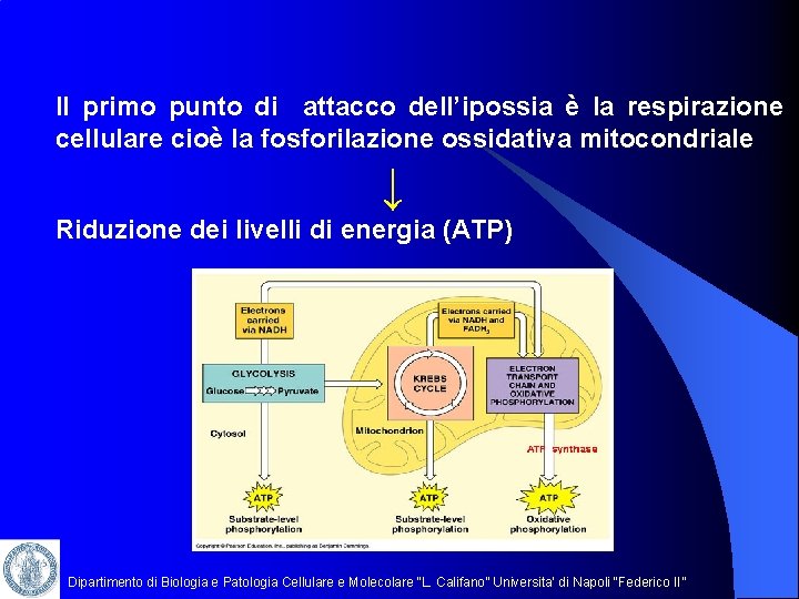 Il primo punto di attacco dell’ipossia è la respirazione cellulare cioè la fosforilazione ossidativa