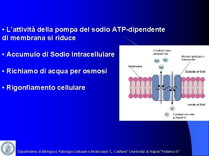  • L’attività della pompa del sodio ATP-dipendente di membrana si riduce • Accumulo