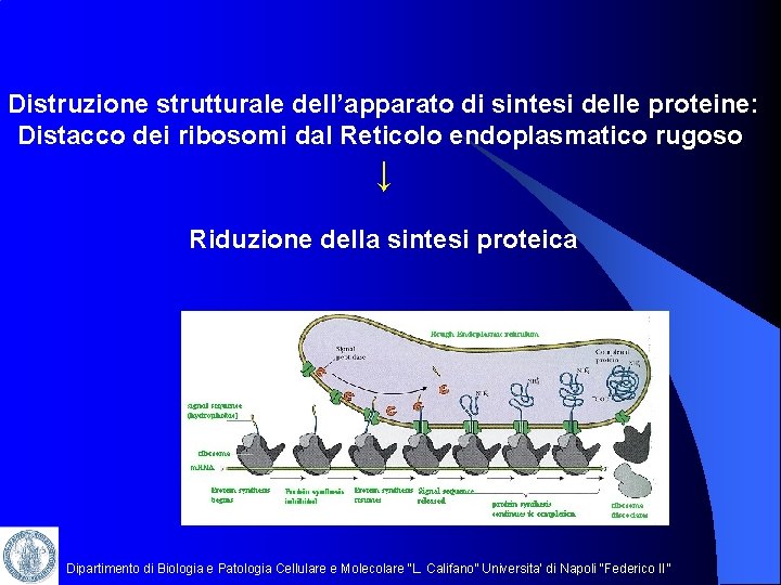 Distruzione strutturale dell’apparato di sintesi delle proteine: Distacco dei ribosomi dal Reticolo endoplasmatico rugoso