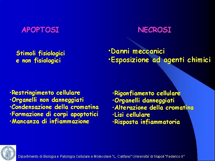 APOPTOSI Stimoli fisiologici e non fisiologici • Restringimento cellulare • Organelli non danneggiati •