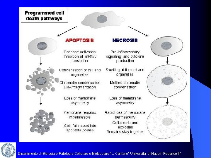 Dipartimento di Biologia e Patologia Cellulare e Molecolare “L. Califano” Universita’ di Napoli “Federico