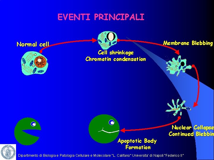 EVENTI PRINCIPALI Membrane Blebbing Normal cell Cell shrinkage Chromatin condensation Apoptotic Body Formation Nuclear