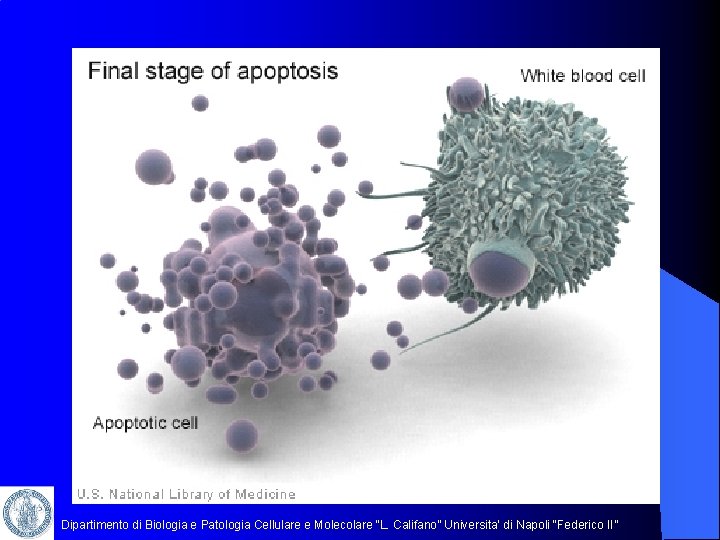 Dipartimento di Biologia e Patologia Cellulare e Molecolare “L. Califano” Universita’ di Napoli “Federico