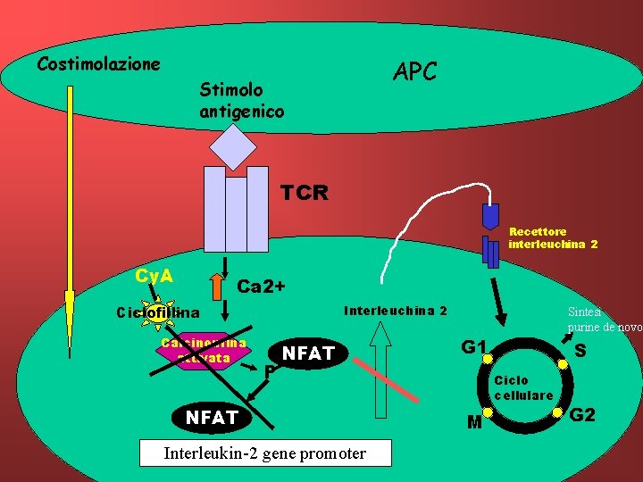 Costimolazione APC Stimolo antigenico TCR Recettore interleuchina 2 Cy. A Ca 2+ Interleuchina 2