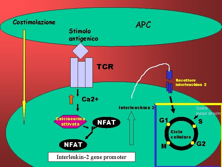 Costimolazione APC Stimolo antigenico TCR Recettore interleuchina 2 Ca 2+ Interleuchina 2 Calcineurina attivata