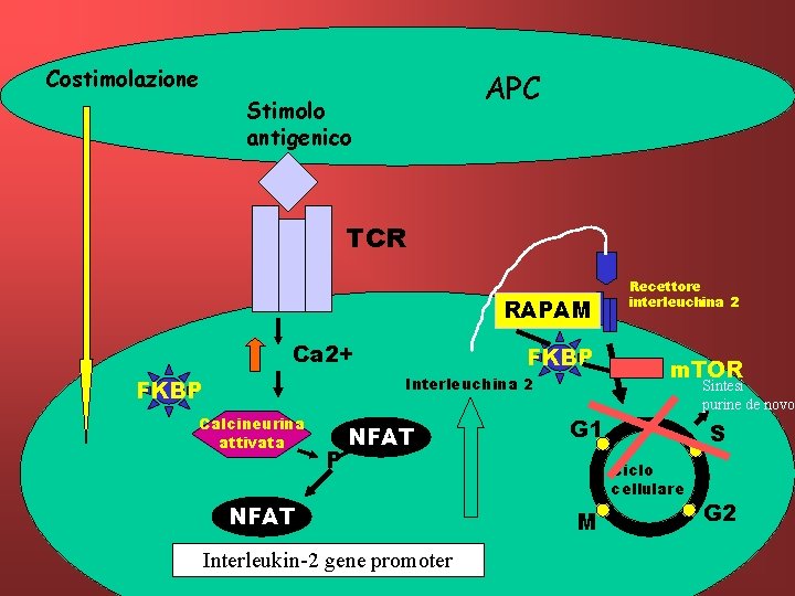 Costimolazione APC Stimolo antigenico TCR RAPAM Ca 2+ FKBP Interleuchina 2 FKBP Calcineurina attivata