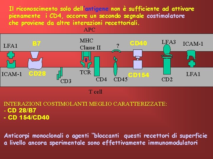 Il riconoscimento solo dell’antigene non è sufficiente ad attivare pienamente i CD 4, occorre