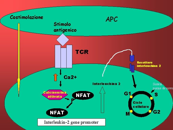 Costimolazione APC Stimolo antigenico TCR Recettore interleuchina 2 Ca 2+ Interleuchina 2 Calcineurina attivata