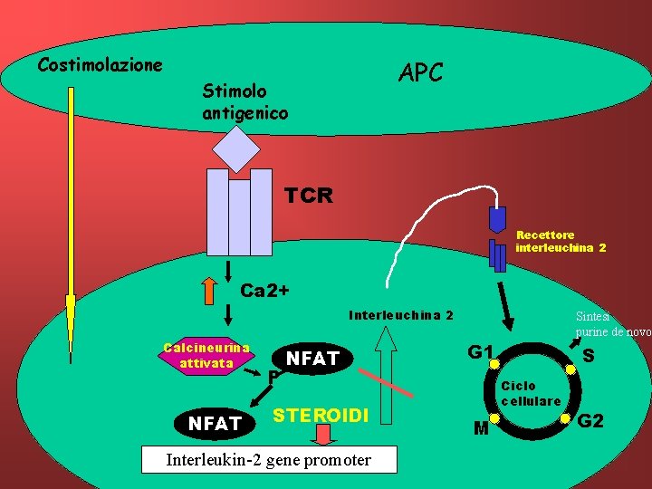 Costimolazione APC Stimolo antigenico TCR Recettore interleuchina 2 Ca 2+ Interleuchina 2 Calcineurina attivata