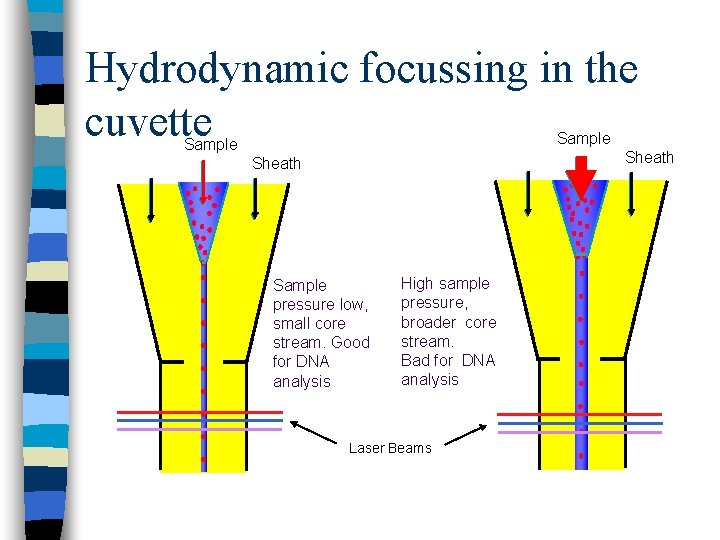 Hydrodynamic focussing in the cuvette Sample Sheath Sample pressure low, small core stream. Good