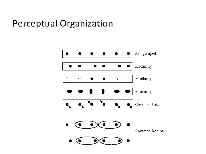 Perceptual Organization 