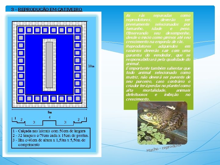 3 - REPRODUÇÃO EM CATIVEIRO As rãs separadas como reprodutores, deverão ser previamente selecionados