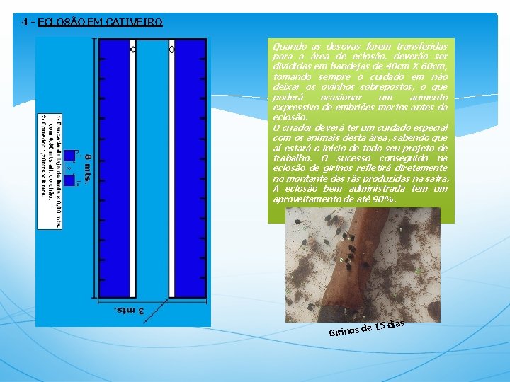 4 - ECLOSÃO EM CATIVEIRO Quando as desovas forem transferidas para a área de