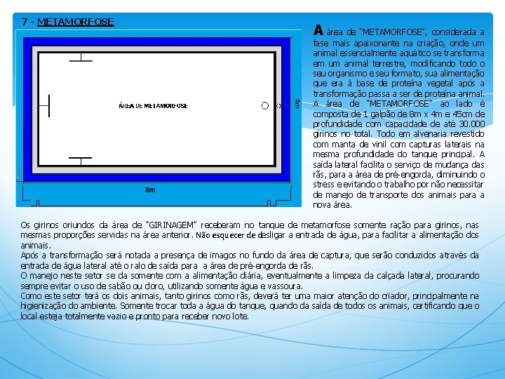 7 - METAMORFOSE A área de “METAMORFOSE”, considerada a fase mais apaixonante na criação,