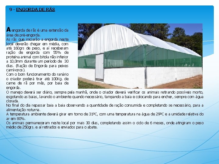 9 - ENGORDA DE RÃS A engorda de rãs é uma extensão da área