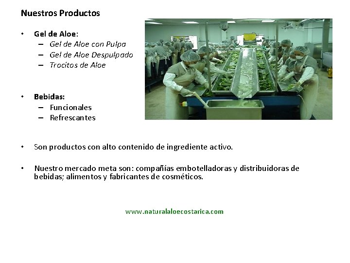 Nuestros Productos • Gel de Aloe: – Gel de Aloe con Pulpa – Gel