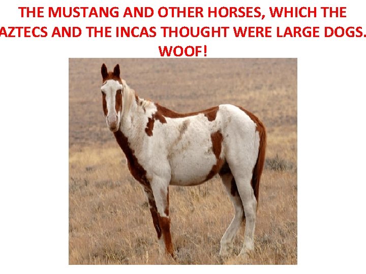 THE MUSTANG AND OTHER HORSES, WHICH THE AZTECS AND THE INCAS THOUGHT WERE LARGE