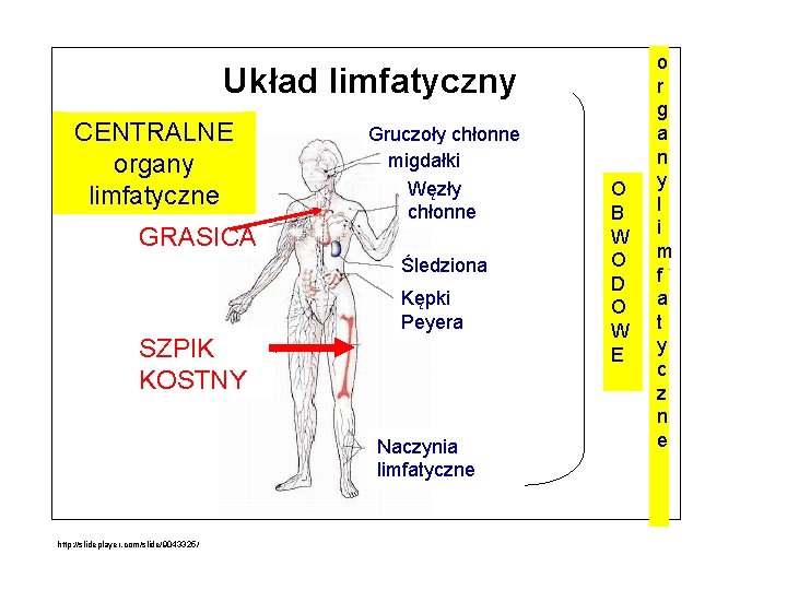 MAPA UKŁADU IMMUNOLOGICZNEGO Układ limfatyczny CENTRALNE organy limfatyczne GRASICA Gruczoły chłonne migdałki Węzły chłonne