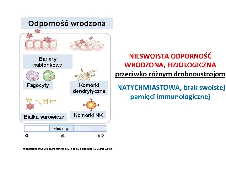 Odporność wrodzona NIESWOISTA ODPORNOŚĆ WRODZONA, FIZJOLOGICZNA przeciwko różnym drobnoustrojom Bariery nabłonkowe Fagocyty Komórki dendrytyczne