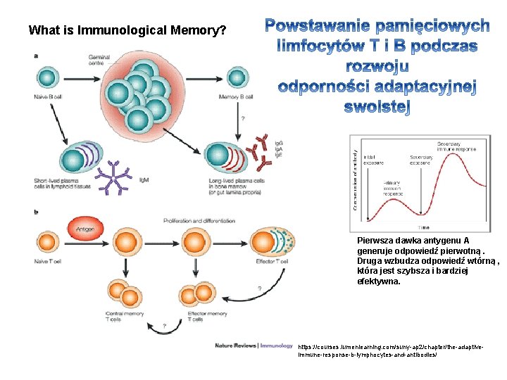 What is Immunological Memory? Pierwsza dawka antygenu A generuje odpowiedź pierwotną. Druga wzbudza odpowiedź