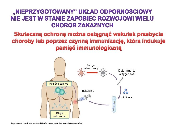 Skuteczną ochronę można osiągnąć wskutek przebycia choroby lub poprzez czynną immunizację, która indukuje pamięć