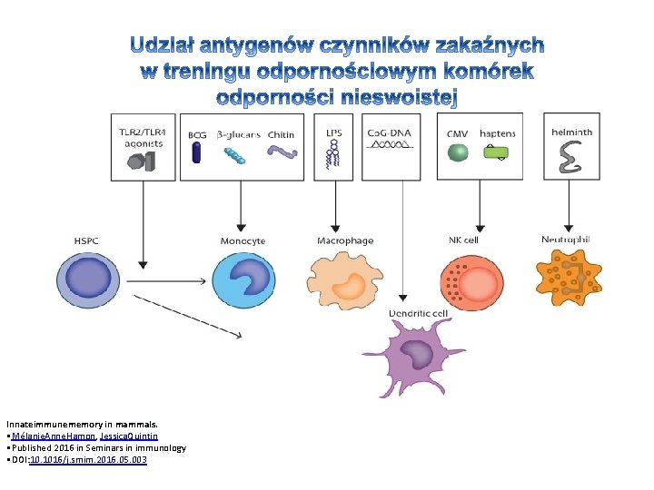 Innateimmunememory in mammals. • Mélanie. Anne. Hamon, Jessica. Quintin • Published 2016 in Seminars