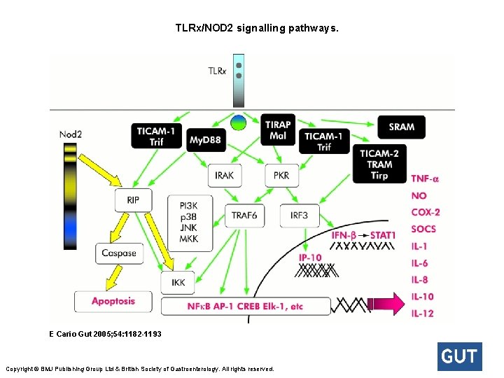  TLRx/NOD 2 signalling pathways. E Cario Gut 2005; 54: 1182 -1193 Copyright © BMJ
