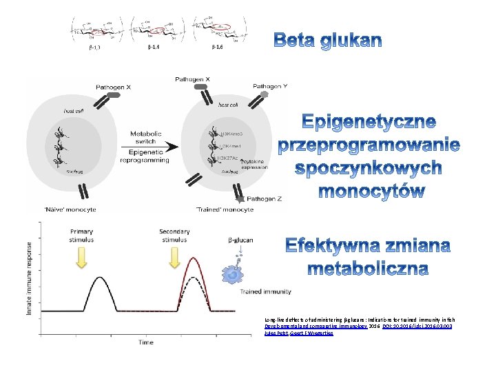 Long-live deffects of administering β-glucans: Indications for trained immunity in fish Developmental and comparative