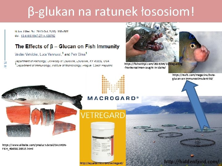 β-glukan na ratunek łososiom! https: //fishwithjd. com/2016/06/22/disgusting -frankensalmon-caught-in-idaho/ https: //reefs. com/magazine/betaglucan-an-immunostimulant-50/ https: //www. alibaba.