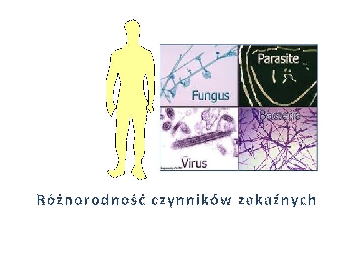 Różnorodność czynników zakaźnych 