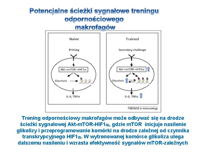Trening odpornościowy makrofagów może odbywać się na drodze ścieżki sygnałowej Akt-m. TOR-HIF 1 ,