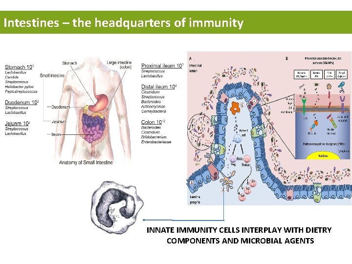 Intestines – the headquarters of immunity INNATE IMMUNITY CELLS INTERPLAY WITH DIETRY COMPONENTS AND